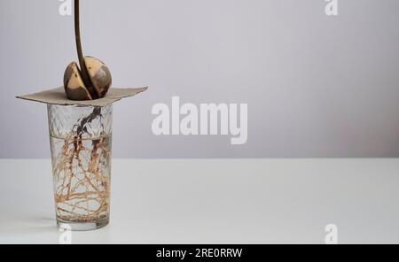 Un jeune germe d'avocat frais germe et prend racine d'une graine dans un bécher en verre avec de l'eau sur fond blanc. Germination des graines d'avocat, maison Banque D'Images