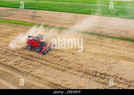 Moissonneuse-batteuse rouge moderne récoltant le blé en été. Vue aérienne de l'agriculture Banque D'Images