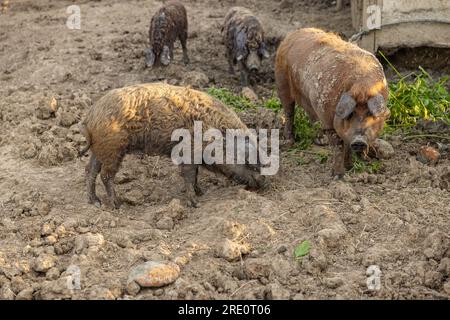 Mangalica race hongroise de porcs domestiques dans la cour de ferme Banque D'Images