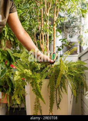 Femme examinant la plante en pot à la maison. Entretien des plantes d'intérieur Banque D'Images