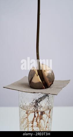 Un jeune germe d'avocat frais germe et prend racine d'une graine dans un bécher en verre avec de l'eau sur fond blanc. Germination des graines d'avocat, maison Banque D'Images