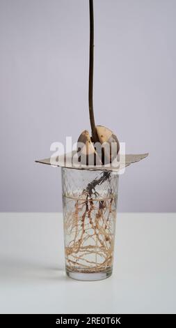 Un jeune germe d'avocat frais germe et prend racine d'une graine dans un bécher en verre avec de l'eau sur fond blanc. Germination des graines d'avocat, maison Banque D'Images