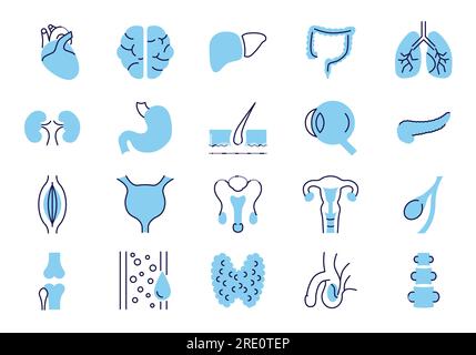 Jeu d'icônes vectorielles associées aux organes internes. Contient des icônes telles que système de reproduction, cerveau, cœur, vaisseau sanguin, poumons, Foie, œil, pancréas, urinaire Illustration de Vecteur