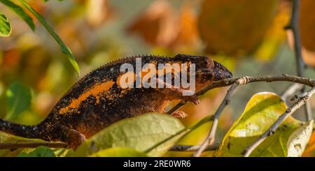 Caméléon orange brun gros plan sur branche avec des feuilles en arrière-plan, Madagascar, Afrique. Banque D'Images