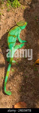 Caméléon vert sur terre orange à Madagascar gros plan Banque D'Images