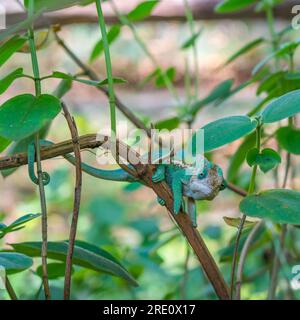 Caméléon coloré gros plan Headshot sur la branche avec des feuilles vertes, Madagascar Banque D'Images