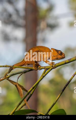 Caméléon brun sur une branche avec des arbres en arrière-plan, Madagascar, Afrique. vertical Banque D'Images