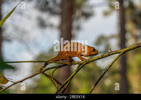 Caméléon brun sur une branche avec des arbres en arrière-plan, Madagascar, Afrique. Banque D'Images