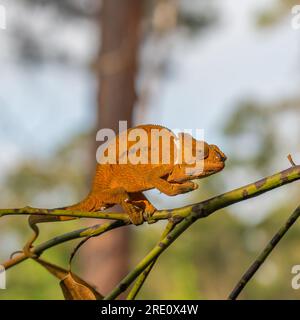 Caméléon brun sur une branche avec des arbres en arrière-plan, Madagascar, Afrique. Banque D'Images