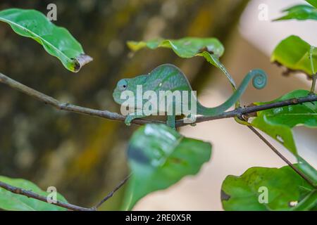 Caméléon vert sur une branche avec des feuilles vertes, Madagascar, Afrique. Banque D'Images