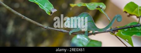 Caméléon vert sur une branche avec des feuilles vertes, Madagascar, Afrique. Banque D'Images