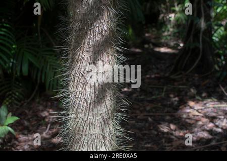 Tronc d'arbre piquant dans la forêt tropicale humide Banque D'Images