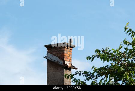 Le pigeon sauvage est assis sur la cheminée de la maison contre le ciel bleu Banque D'Images