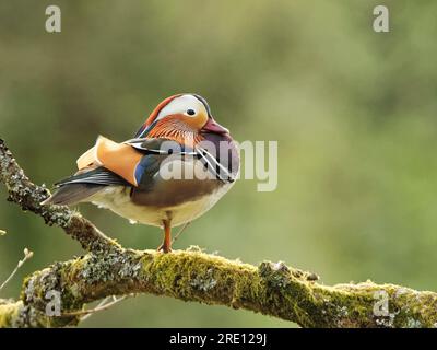 Canard mandarine (Aix galericulata) drake perché sur une branche d'arbre surplombant un étang boisé au crépuscule, Forest of Dean, Gloucestershire, Royaume-Uni, avril. Banque D'Images