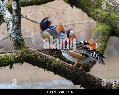 Canards mandarins (Aix galericulata) perchés sur les branches d'un arbre surplombant un étang boisé, Forest of Dean, Gloucestershire, UK, janvier. Banque D'Images