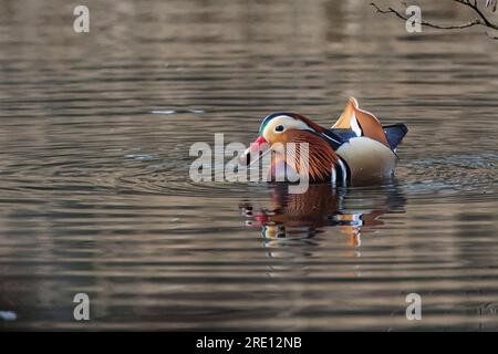 Canard mandarine (Aix galericulata) drake nageant avec un gland de chêne (Quercus robur) il a plongé dans un étang boisé, Forest of Dean, Gloucestershire, UK. Banque D'Images