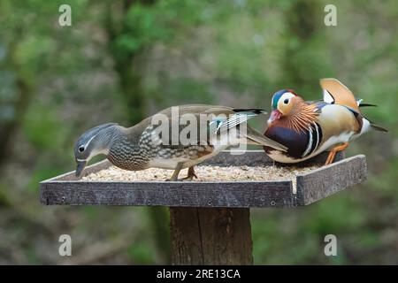 Canard mandarine (Aix galericulata) se nourrissant de graines sur une table d'oiseau, Forest of Dean, Gloucestershire, Royaume-Uni, avril. Banque D'Images