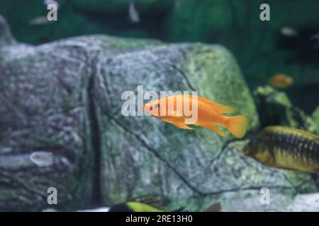 Poisson cichlidé citron nageant dans l'aquarium. Neolamprologus leleupi orange nage dans fishtank. Cichlidés du lac Tanganyika en Afrique, vue latérale Banque D'Images