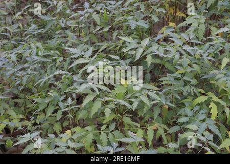 Arbre Azadirachta indica également appelé arbre de neem pour la récolte Banque D'Images