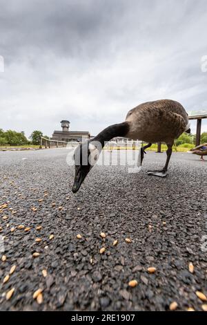 Nourrir les oies à Slimbridge. Les visiteurs peuvent acheter du grain pour nourrir les oiseaux. Banque D'Images