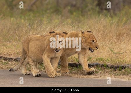 Deux petits lions marchant avec but sur la route goudronnée dans le parc national Kruger, en Afrique du Sud Banque D'Images