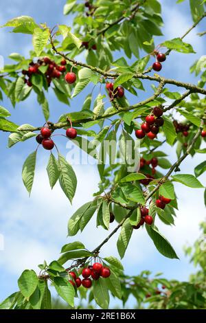 Le Mesnil sous Jumieges : cueillette des cerises dans la vallée de la Seine (nord de la France). Cerisier, prunus avium Banque D'Images
