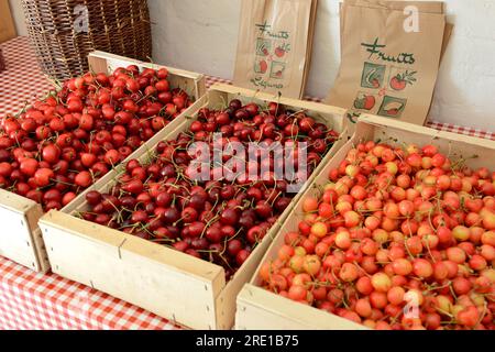 Le Mesnil sous Jumieges : cueillette des cerises dans la vallée de la Seine (nord de la France). Marché agricole : caisses de cerises, vente directe, prunus avium Banque D'Images