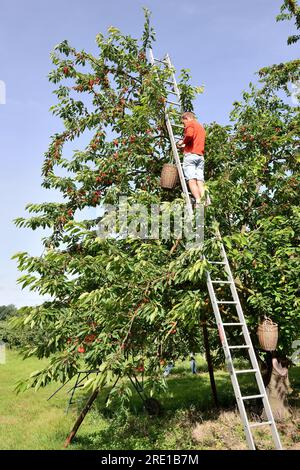 Le Mesnil sous Jumieges : cueillette des cerises dans la vallée de la Seine (nord de la France). Homme debout sur une échelle cueillant des cerises dans un cerisier, prunus av Banque D'Images