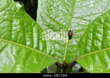 Vue à angle élevé d'une mouche latrine orientale (Chrysomya Megacephala) assise sur une feuille de vigne brillante en papier de sable dans la lumière directe du soleil Banque D'Images