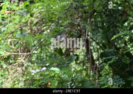 Un papillon tigre verrier (Parantica Aglea) reposant sur une extrémité de vigne dans le jardin Banque D'Images