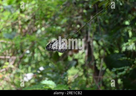 Vue ventrale rapprochée d'un papillon Glassy Tiger (Parantica Aglea) perché sur une pointe de vigne. Le papillon assis avec les ailes pliées Banque D'Images