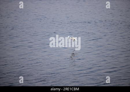 Une mouette vole bas au-dessus de l'eau Banque D'Images