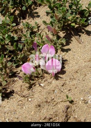 Common Restharrow (Ononis repens),Grensland rugueux et dunes de sable,été,fleurs roses, Braunton Burrows, Devon, Royaume-Uni Banque D'Images