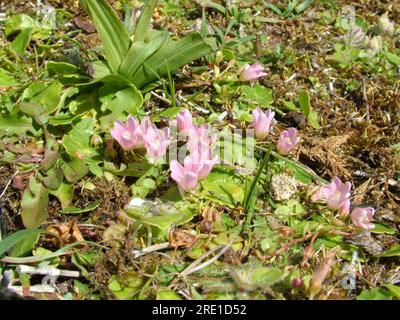 Tourbière Pimpernel 'Anagallis tenella' entonnoir en forme de fleurs rose pâle, gros plan, trouvé dans les tourbières et les endroits humides herbacés, sol acide, fleurs ouvertes au soleil, Banque D'Images