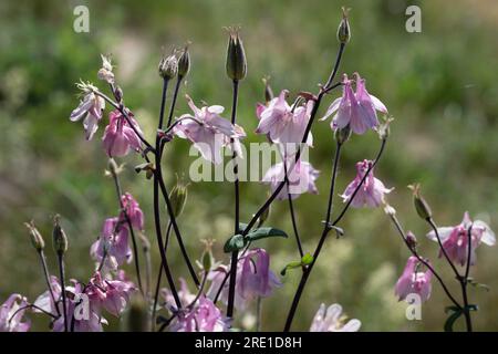 Floraison Pink Aquilegia vulgaris (columbine) dans un jardin, en gros plan. Aquilegia vulgaris. Famille des Ranunculaceae Banque D'Images