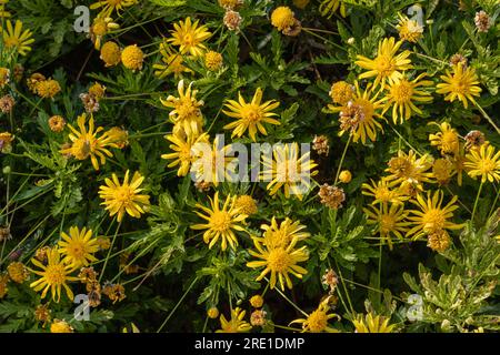 Vue en gros plan des fleurs jaune vif de euryops chrysanthemoides aka Marguerite de brousse africaine ou oeil de taureau fleurissant dans le jardin à la lumière du soleil Banque D'Images