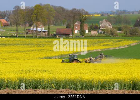 Traitement insecticide sur colza contre les charançons : pulvérisation de produits phytosanitaires, insecticides, dans un champ de colza avec maisons dans le backgro Banque D'Images