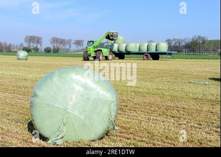 Chargement de balles d'herbe de seigle italienne, d'herbe de fourrage, de balles enrubannées chargées sur une remorque à l'aide d'un chargeur télescopique. Banque D'Images