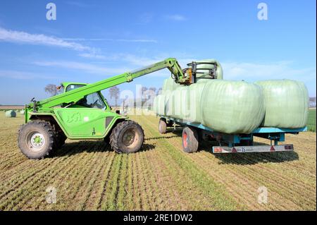 Chargement de balles d'herbe de seigle italienne, d'herbe de fourrage, de balles enrubannées chargées sur une remorque à l'aide d'un chargeur télescopique. Banque D'Images