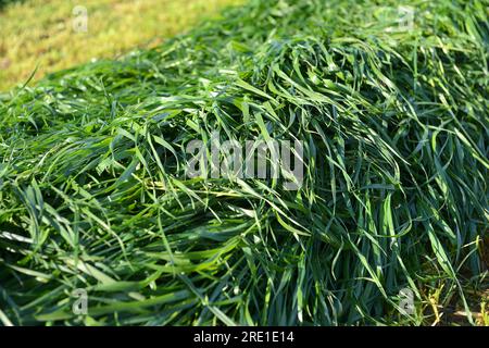 Herbe de seigle italienne moissonnant, récolte mécanisée avec herse et tracteur, herbe fourragère pour l'alimentation du bétail, fourrage Banque D'Images