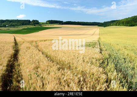 Champs de blé contigus semés avec 2 variétés différentes avec des maturités différentes donnant deux couleurs différentes, et forêt en arrière-plan Banque D'Images