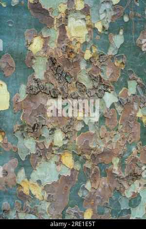 Vue rapprochée verticale de l'écorce d'arbre plane - fond texturé vert naturel et brun - style de camouflage de l'armée Banque D'Images