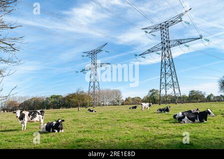 Vaches PRIm'Holstein dans un pré sous une ligne électrique à haute tension Banque D'Images