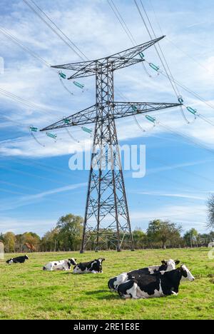 Vaches PRIm'Holstein dans un pré sous une ligne électrique à haute tension Banque D'Images