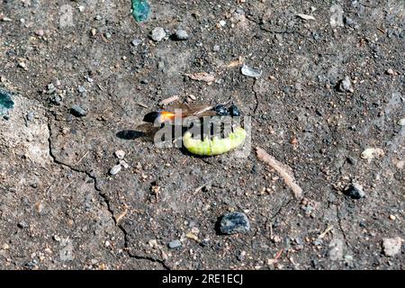 Macro vue insecte. Guêpe parasite guêpe de sable rouge à bandes, est une espèce de la sous-famille Ammophilinae de la famille des guêpes de chasse Sphecidae. guêpe arasitique. Banque D'Images