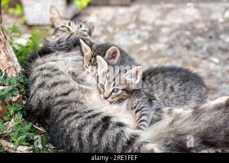 Gros plan de chatons suçant du lait de mère chat à l'extérieur. Animaux de compagnie. Félins. Banque D'Images