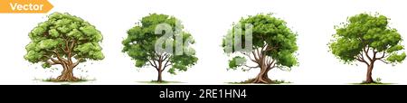 Ensemble d'arbres vectoriels, illustration d'ensemble d'arbres. Diversité des arbres fixés sur fond blanc Illustration de Vecteur