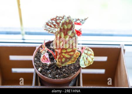 Begonia chlorosticta forme rouge gros plan. Feuille tachetée d'une plante d'intérieur dans un pot sur le rebord de la fenêtre Banque D'Images