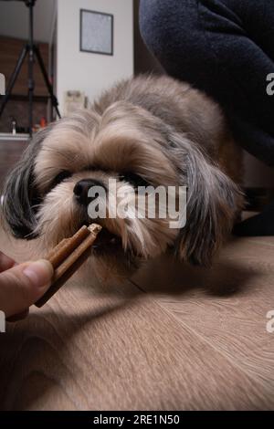 Photo de chien de petite race Shih Tzu debout sur le sol et regardant un bâton à mâcher pour les dents Banque D'Images