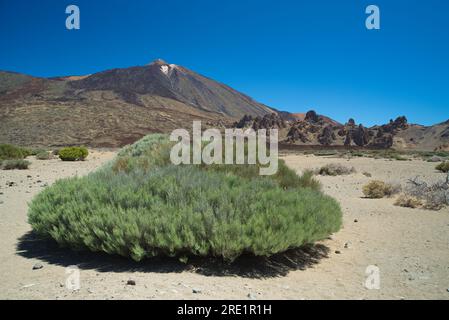 Paisaje Lunar típico de Las Cañadas del Teide. Paysage lunaire typique de Las Cañadas del Teide. Banque D'Images